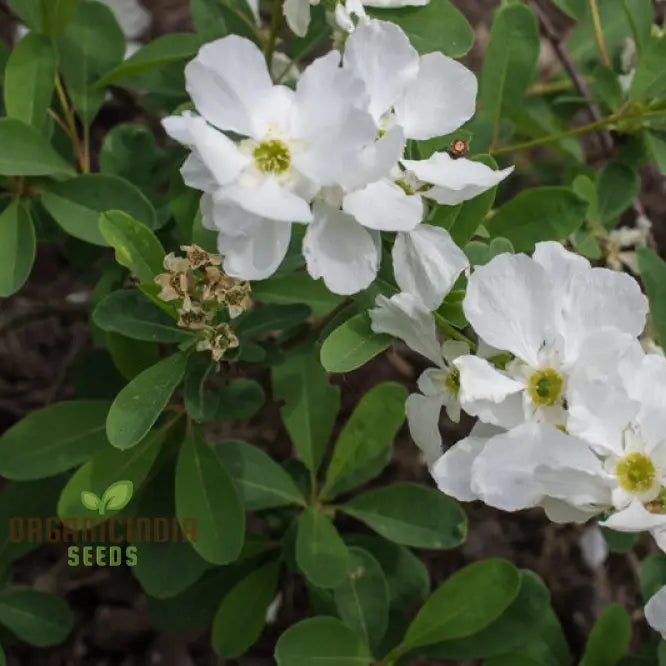 Exochorda The Bride seedlings growing in garden soil