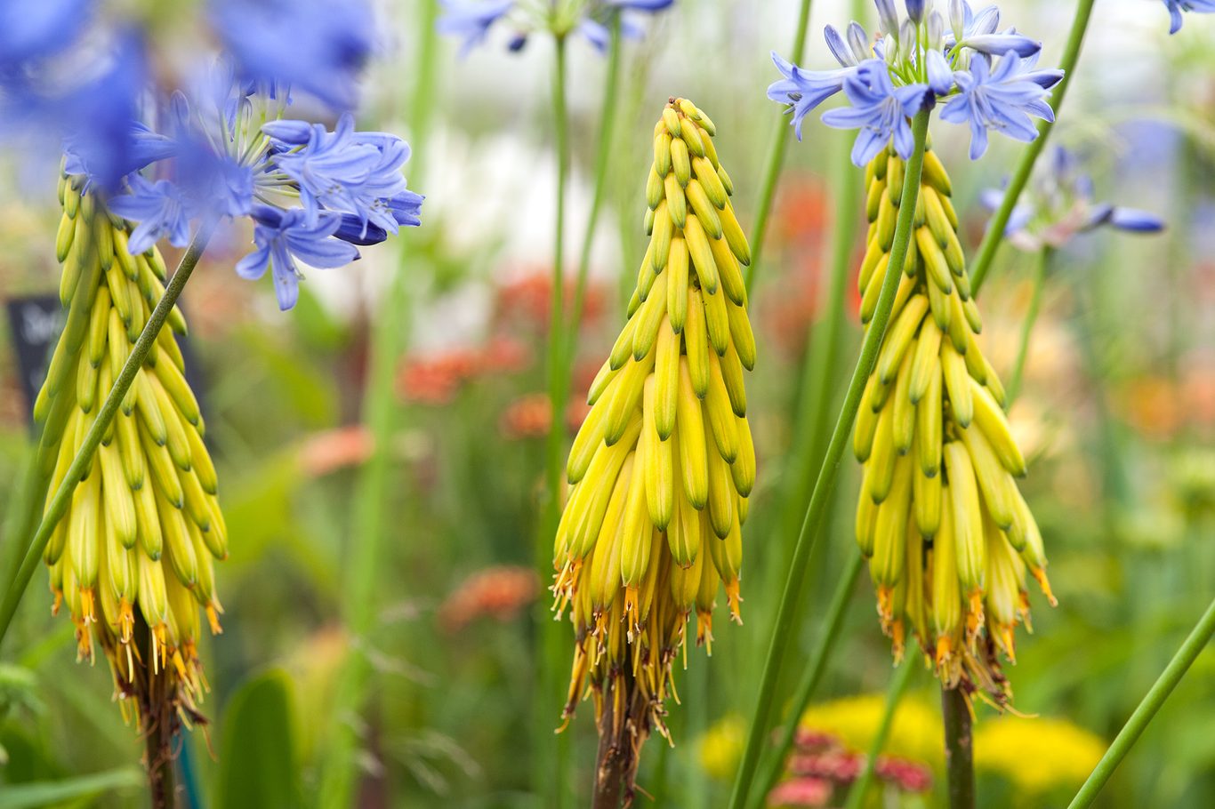 Exotic Aloe Striatula Seeds for Architectural Garden Designs