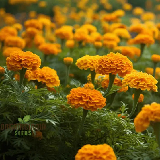 Exotic Blooms: African Marigold Fantastic Mix - Vibrant & Versatile