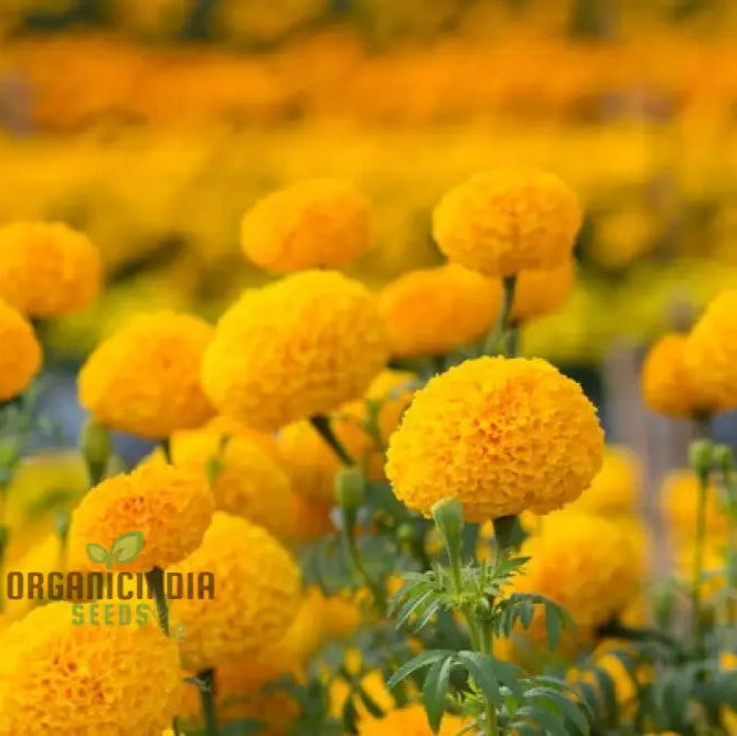 Exotic Blooms: African Marigold Fantastic Mix - Vibrant & Versatile