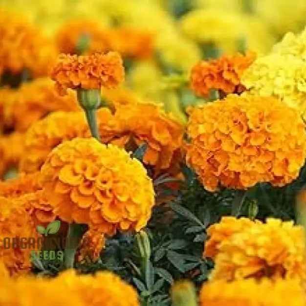 Exotic Blooms: African Marigold Fantastic Mix - Vibrant & Versatile