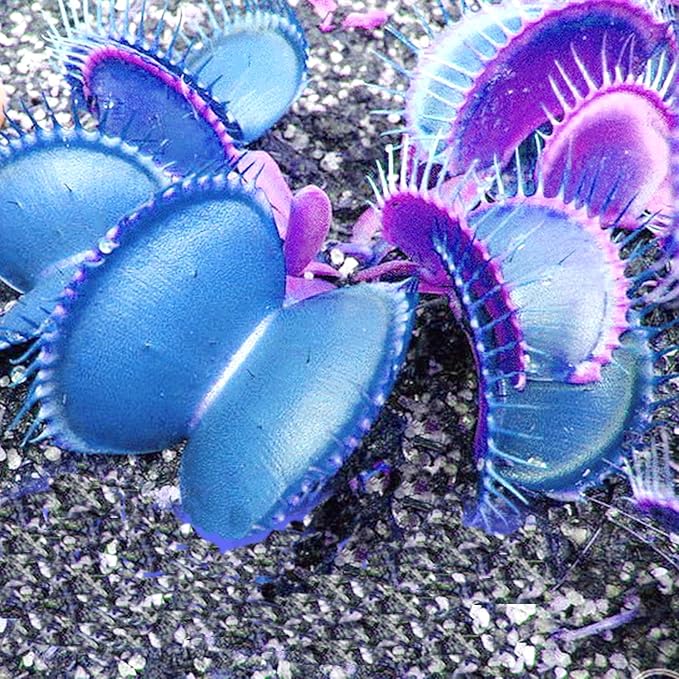 Exotic Blue Venus Flytrap Seeds for Terrarium and Garden Use