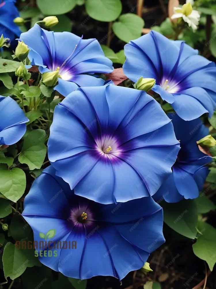 Exotic Blue Trumpet Flower Seeds for Home Garden Planting