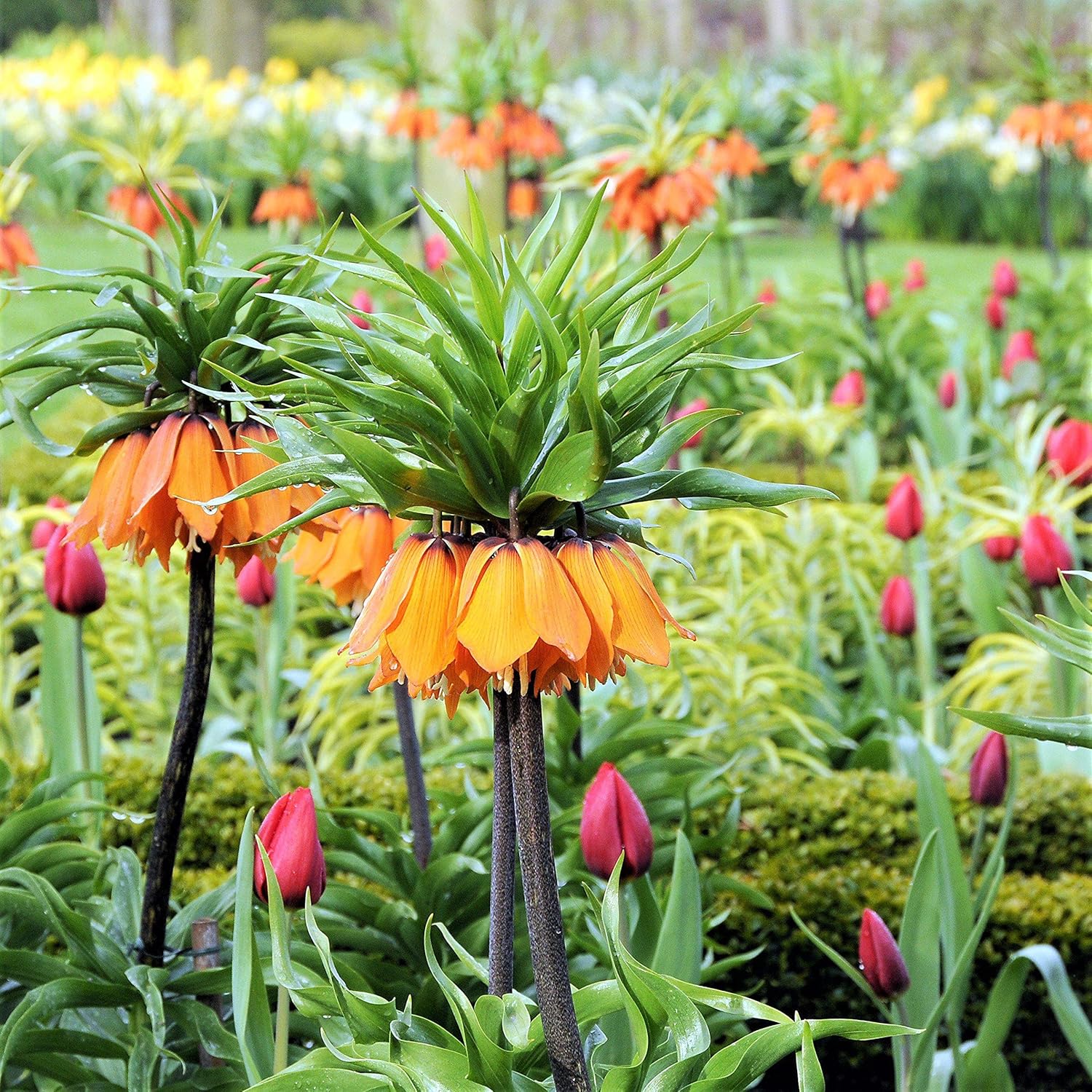 Exotic Crown Imperial Flower Seeds for Distinctive Garden Design
