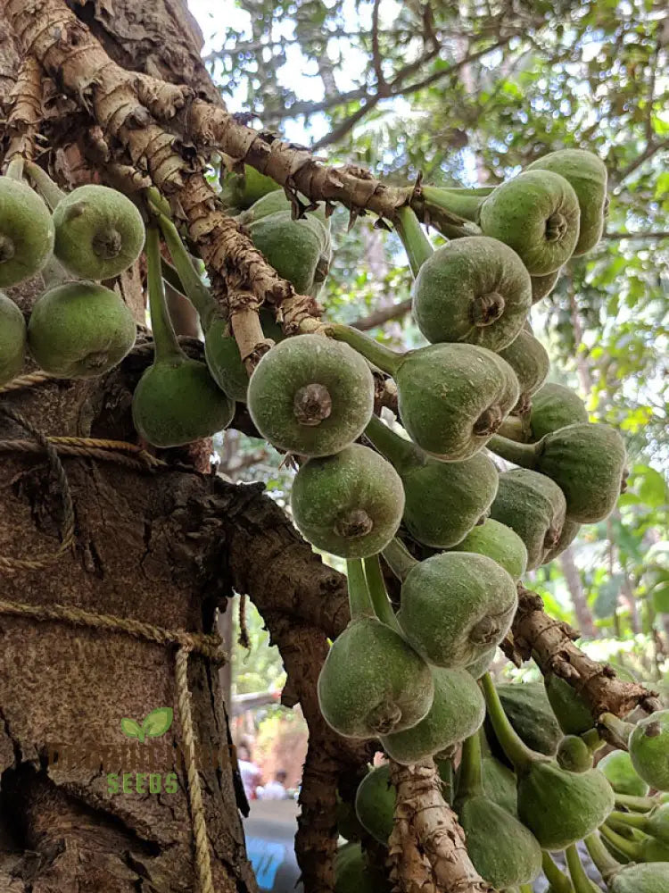 Exotic fig tree seeds ideal for tropical home gardens