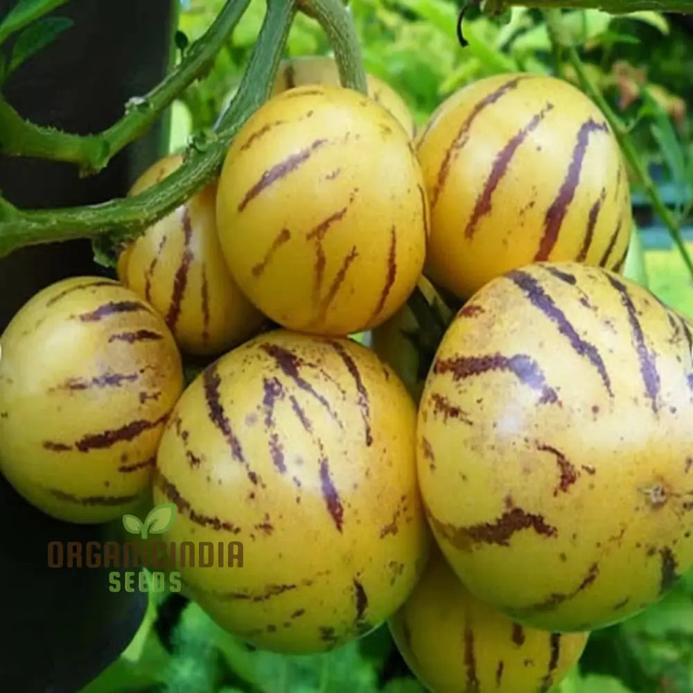 Exotic melon pear fruit growing in warm climate