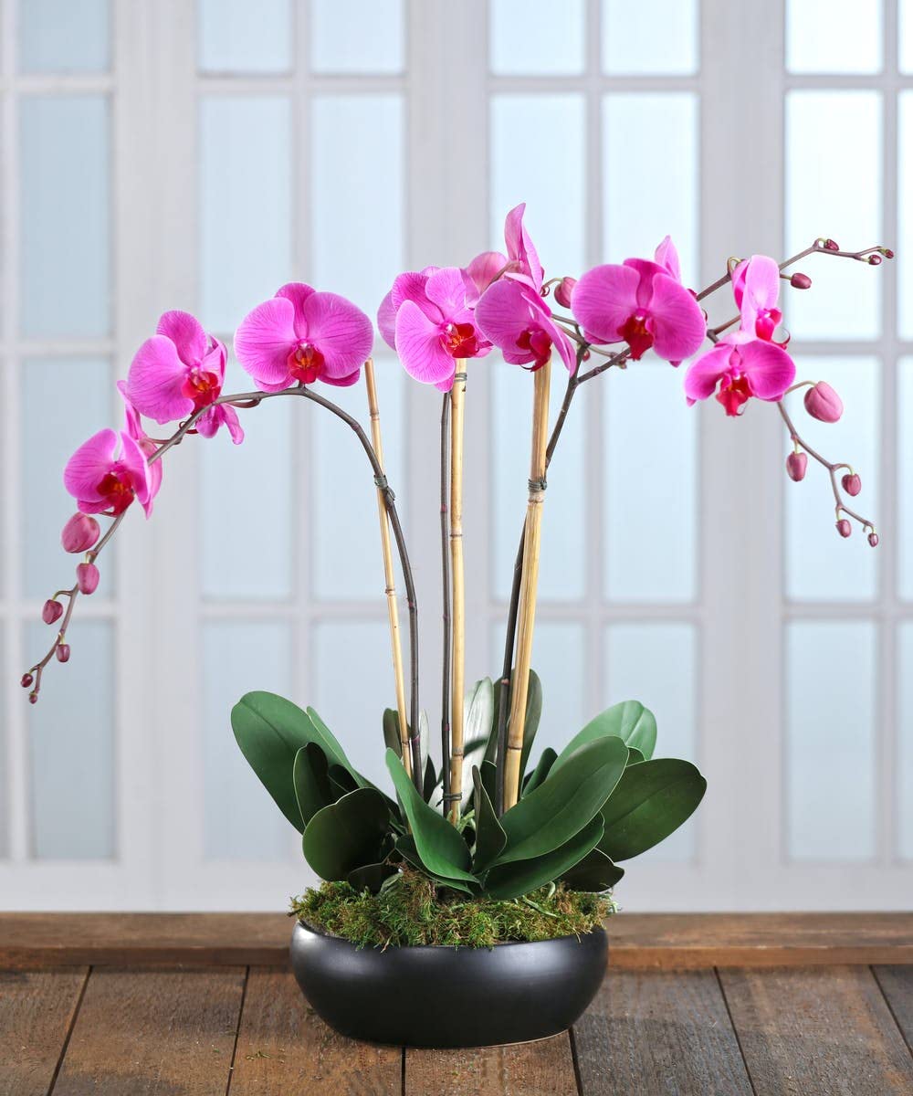 Exotic orchid flower detailed petals