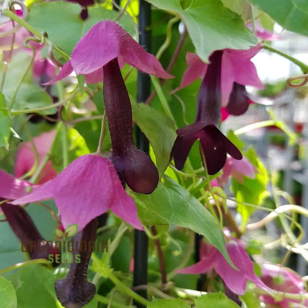 Exotic purple bells flower seeds for vertical gardens
