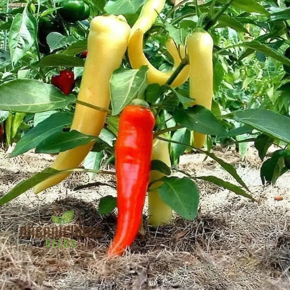 F1 Hybrid Hot Pepper Seeds Packet, Non-GMO Vegetable Seeds