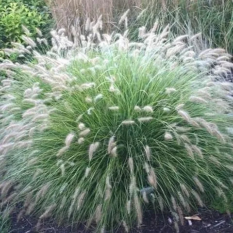 Semillas de flores ornamentales de Pennisetum villosum, hierba de fuente blanca