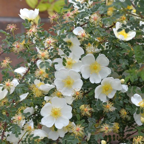 Semillas de Flor de Rosa Multiflora para Plantar, Aprende Cómo Plantar y Cultivar Hermosos Racimos de Rosas Blancas