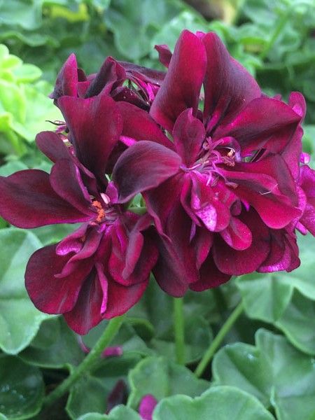 Semi di Fiore di Geranio Borgogna, Fioriture Ricche e Vellutate, Facili da Coltivare, Non OGM