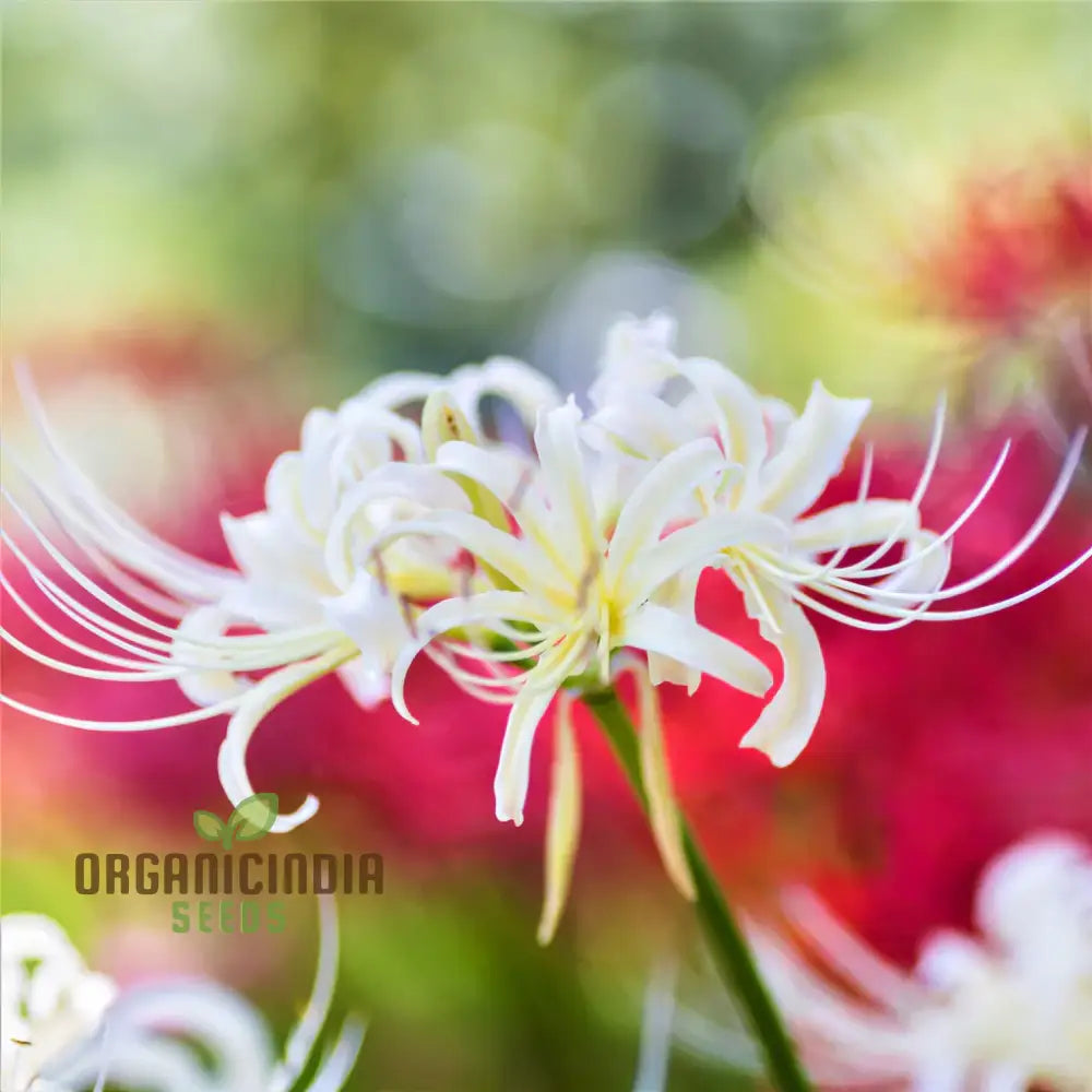 Bulbos de flor azul violeta Fabiola Triteleia Queen Spring Starflower Cormos para tu jardín perenne de verano (paquete de 3 bulbos)