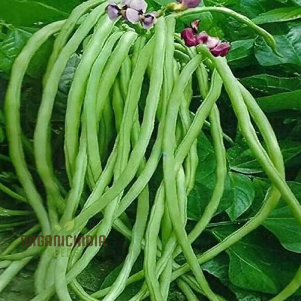 Fagiolini Della'occhio Cowpea Pods Growing on Vine, Heirloom Bean Seeds