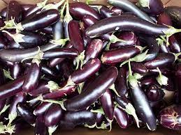 Freshly Harvested Farmers Long Eggplants from Home Garden
