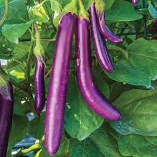 Mature Farmers Long Eggplant Plant with Long Dark Purple Fruits