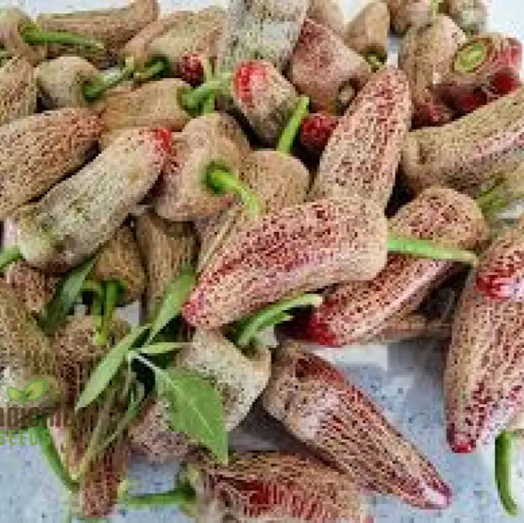 Farmers Market Jalapeno Pepper Plant from Seeds, Outdoor Gardening