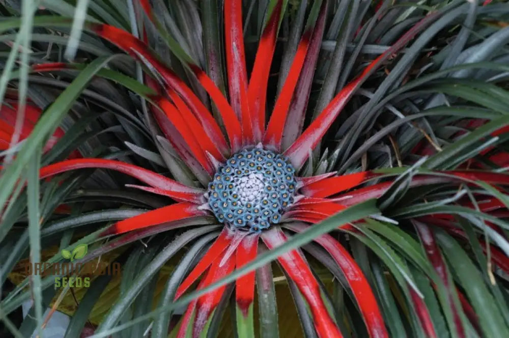 Fascicularia Micrantha Seeds - Exotic Bromeliad For Planting In Tropical Gardens And Containers