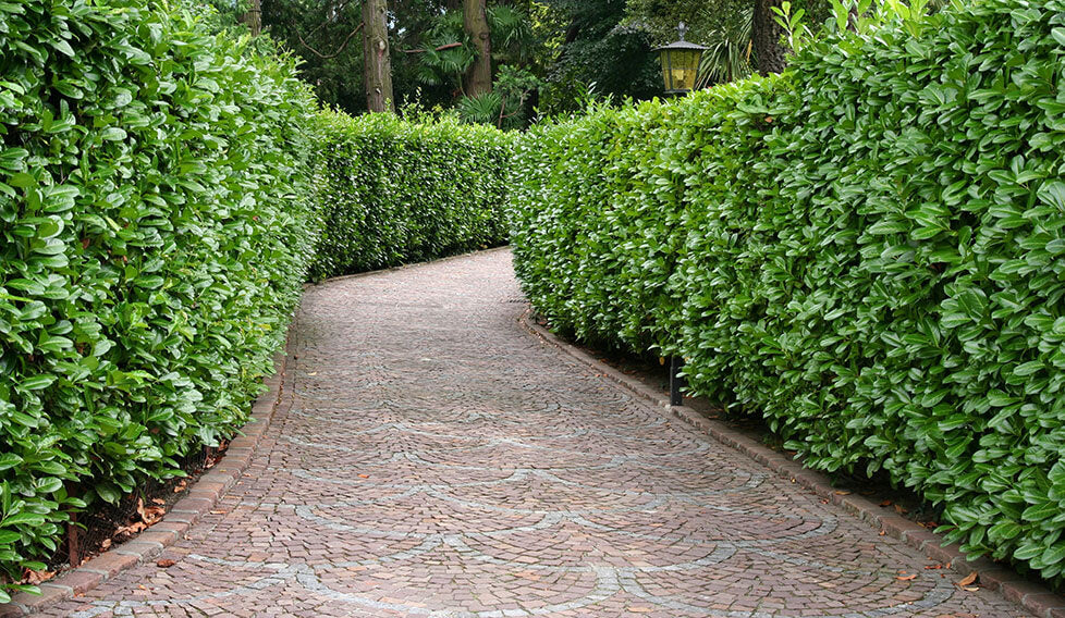 Fast Growing Evergreen Hedge Seeds for Dense Privacy Screens