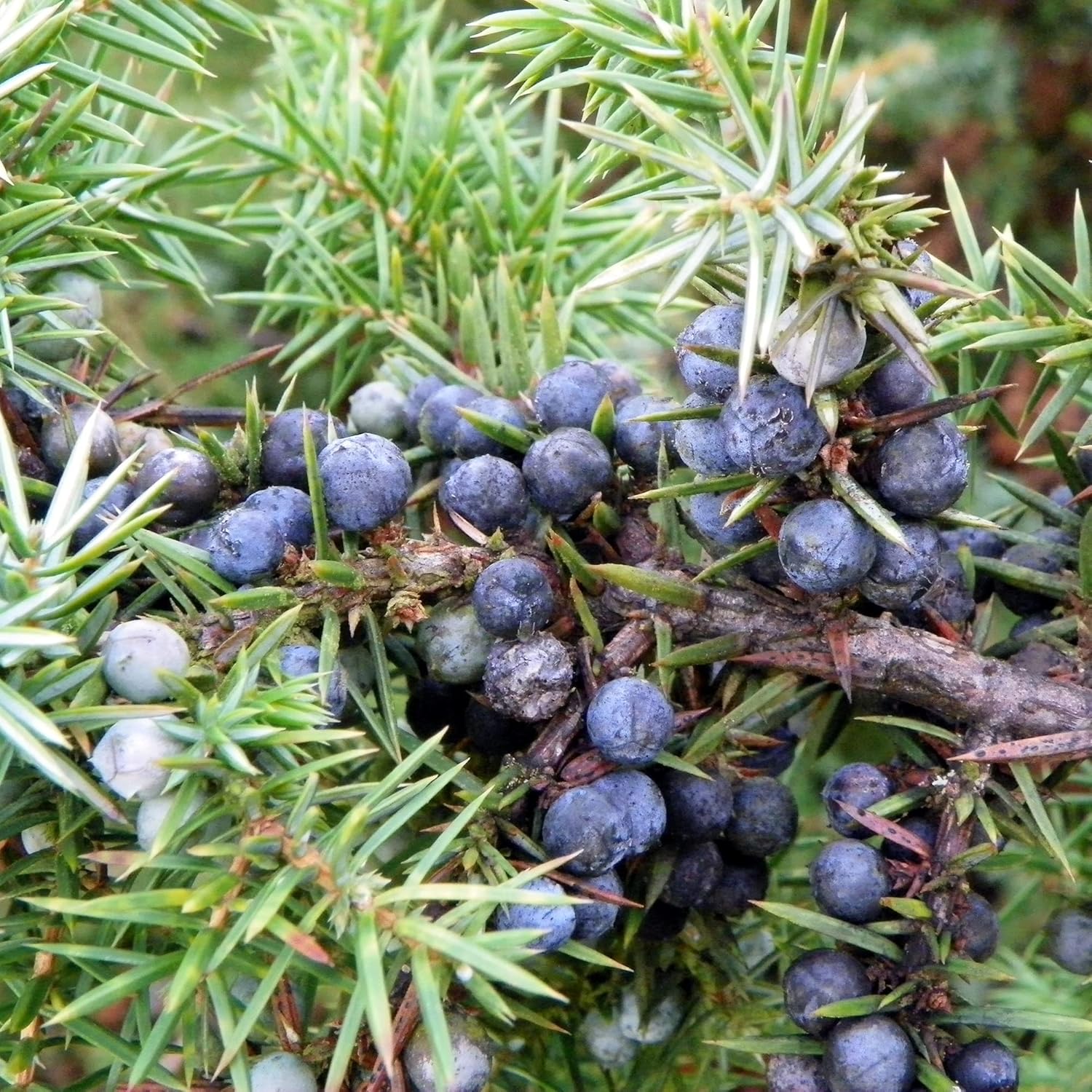Fast-growing juniper seeds ideal for privacy screens and windbreaks