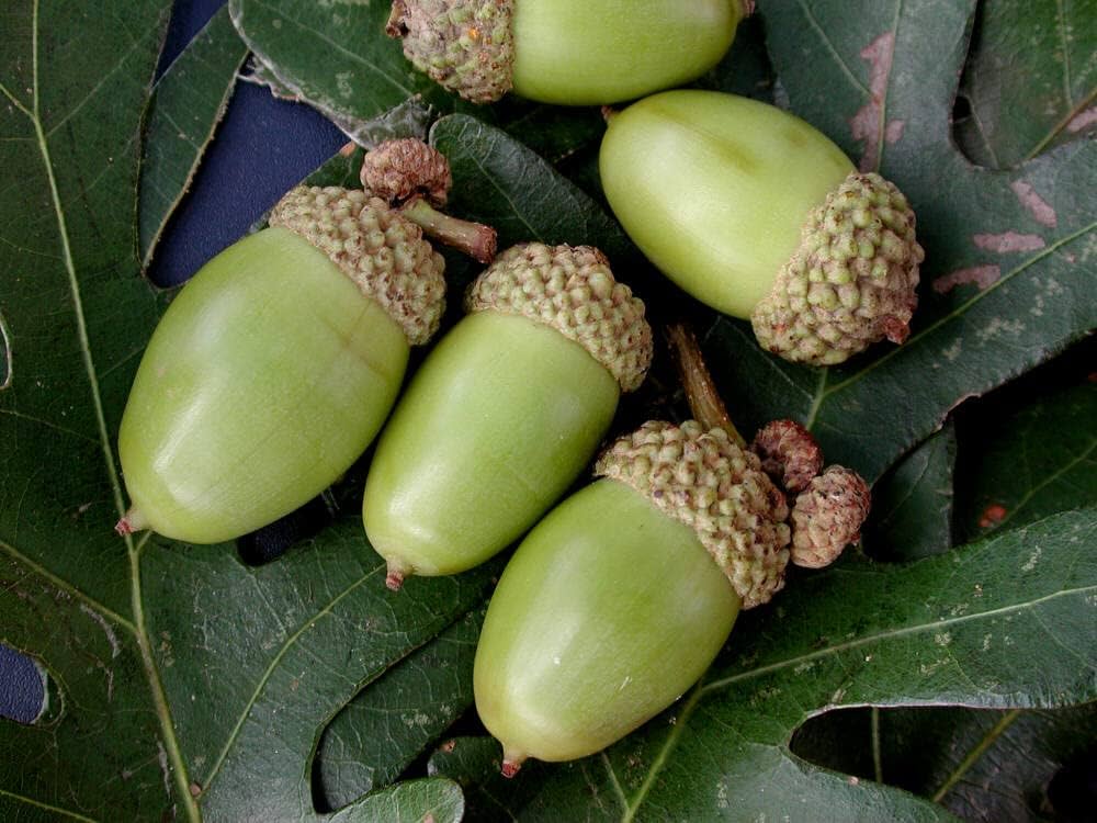 Fast-growing oak tree seeds producing lush green shade trees
