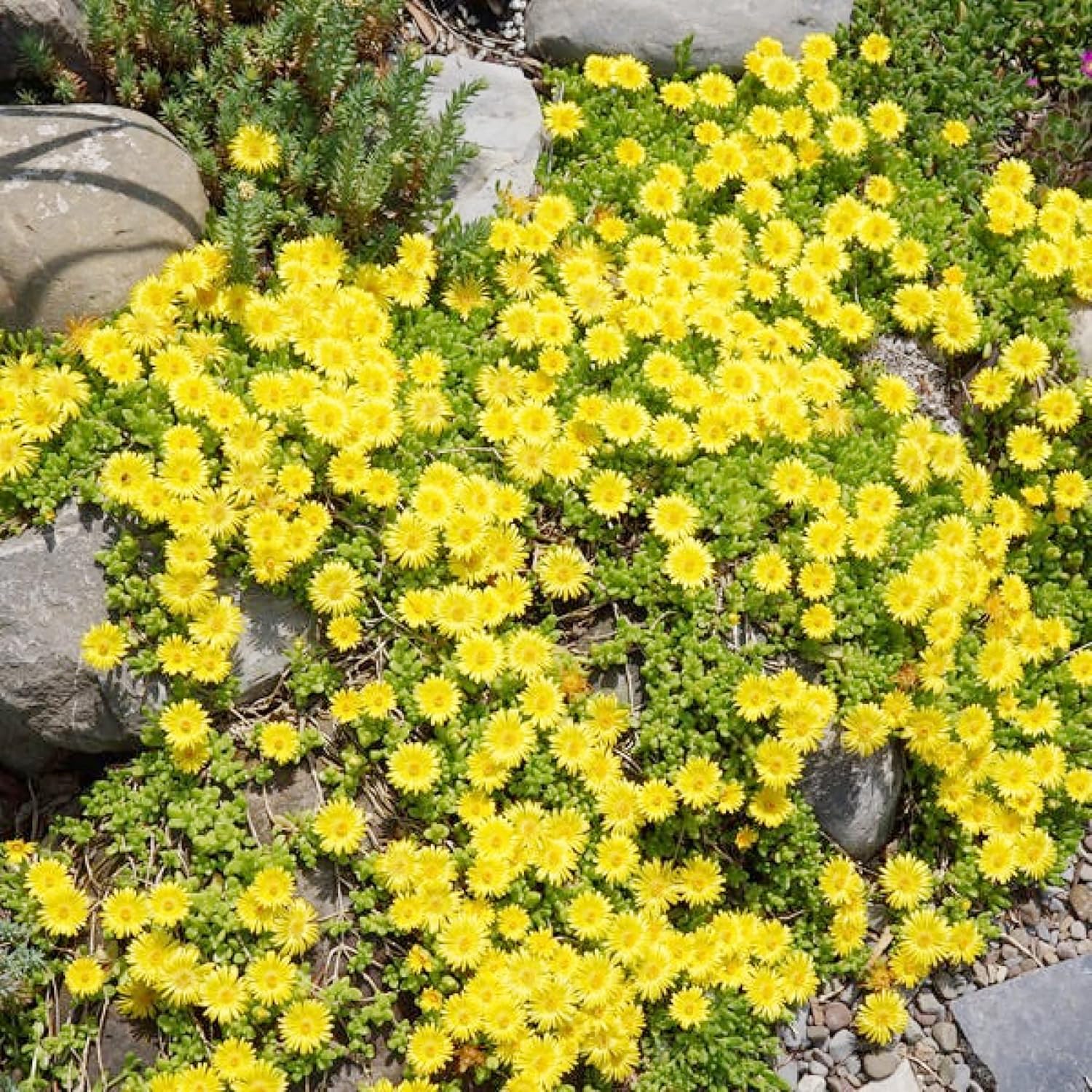 Fast Spreading Ice Plant Seeds for Garden Borders
