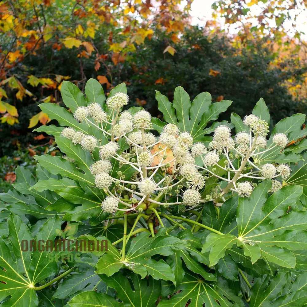 Fatsia Japonica Seeds - Hardy Evergreen Plant For Planting In Gardens And Containers