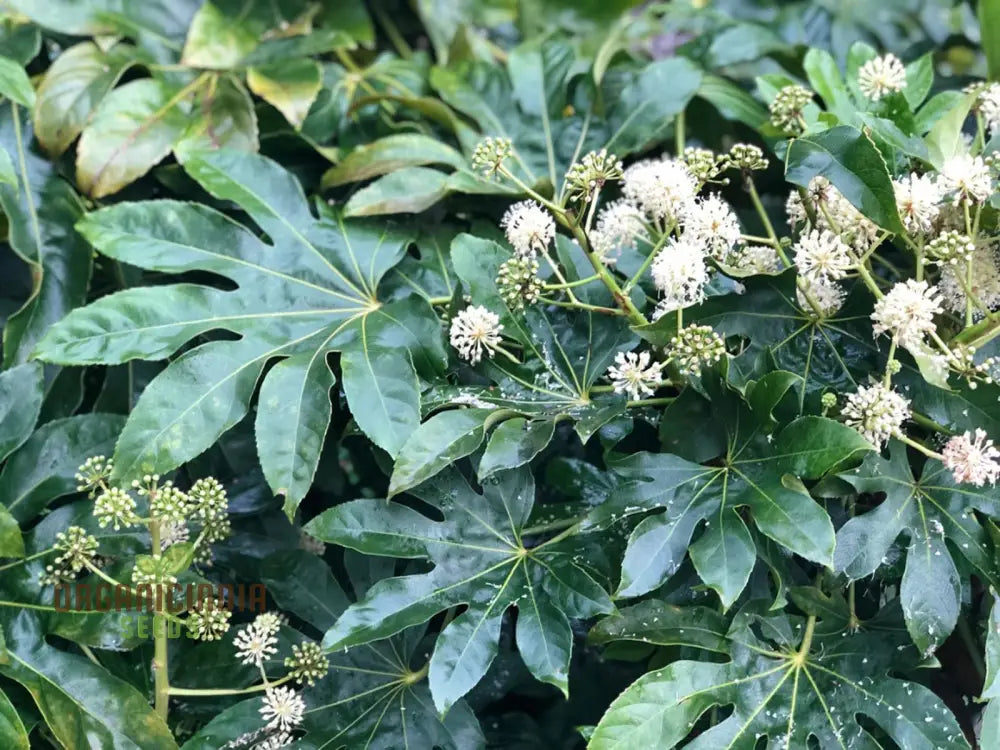 Fatsia Japonica Seeds - Hardy Evergreen Plant For Planting In Gardens And Containers