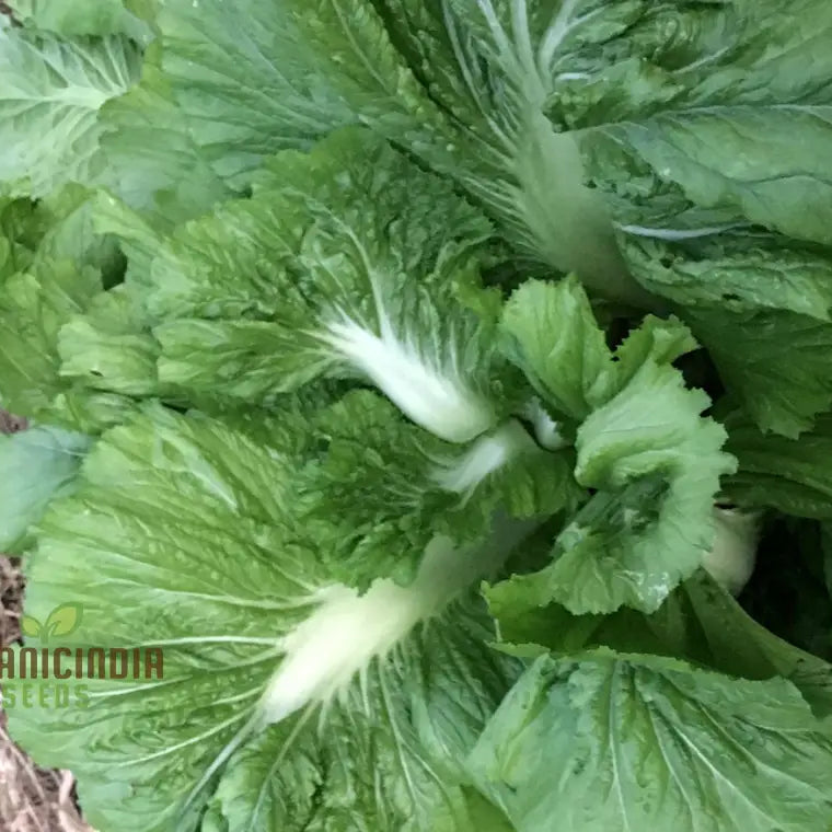 Feaster Family Mustard Seedling Growing in Garden or Container