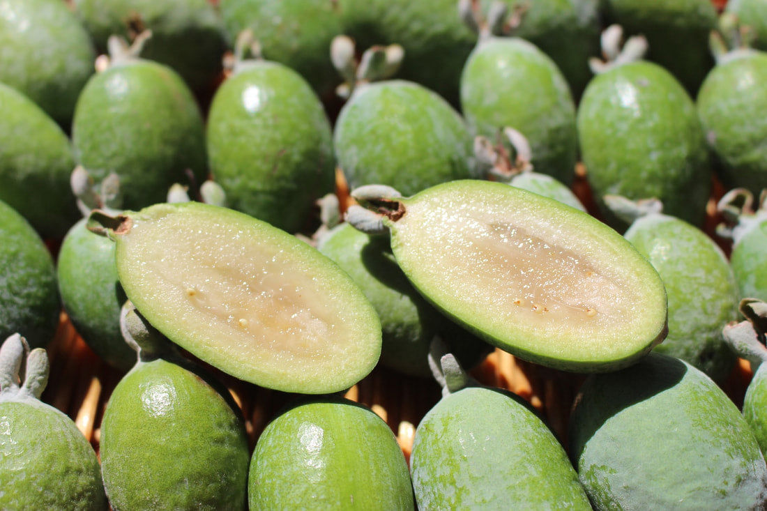 Feijoa sellowiana seeds for growing tropical pineapple guava plants