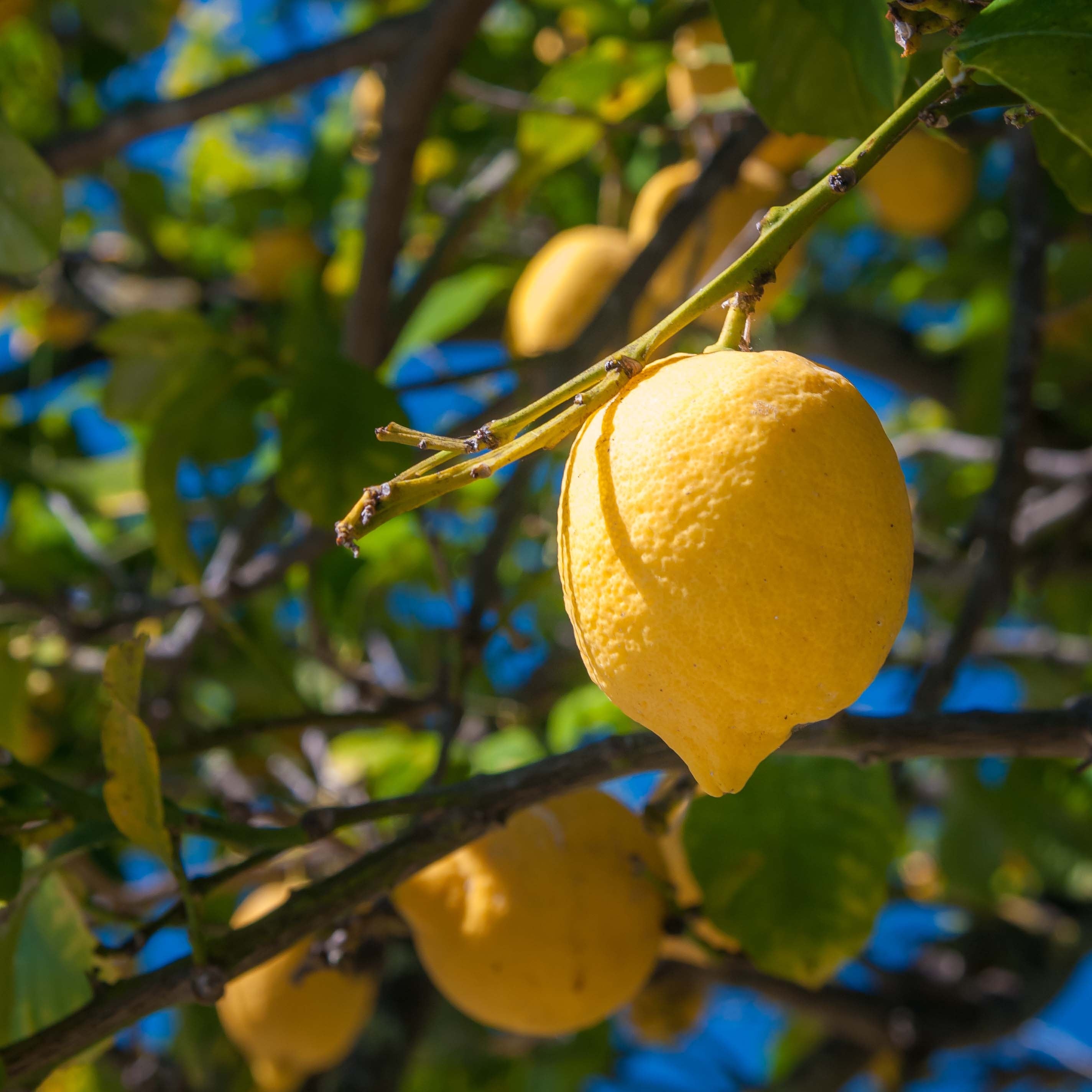 Femminello Lemon Seeds for Planting – Classic Italian Citrus Tree