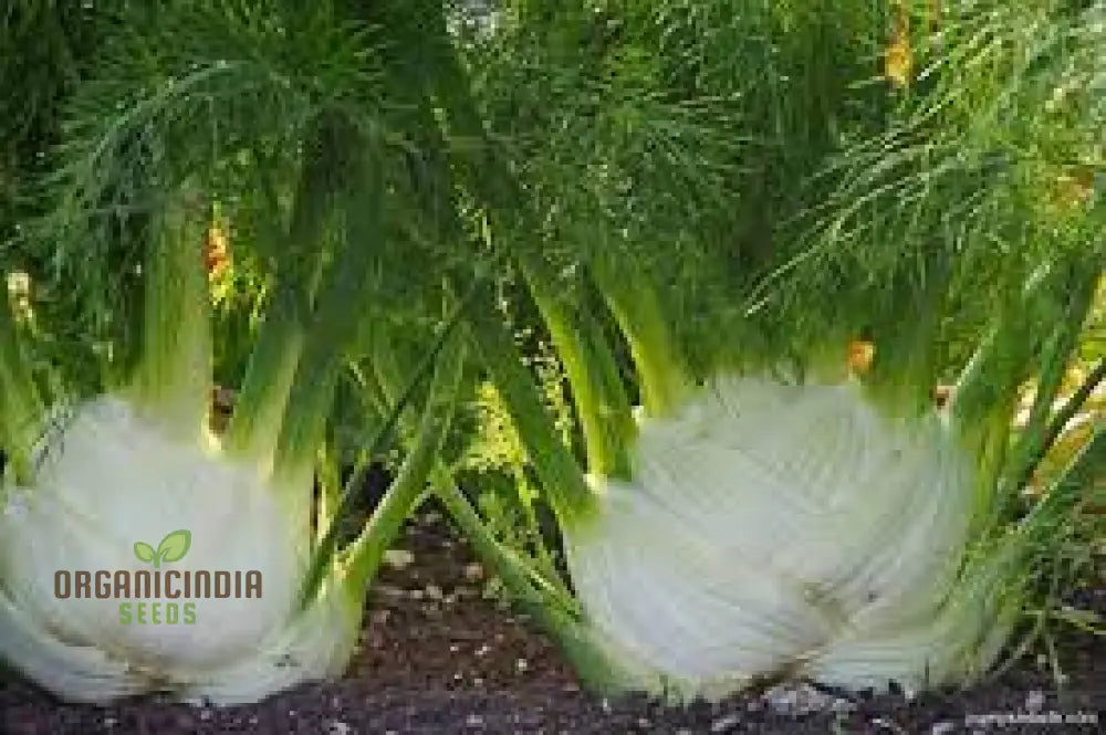 Florence Fennel Plant with Feathery Green Leaves