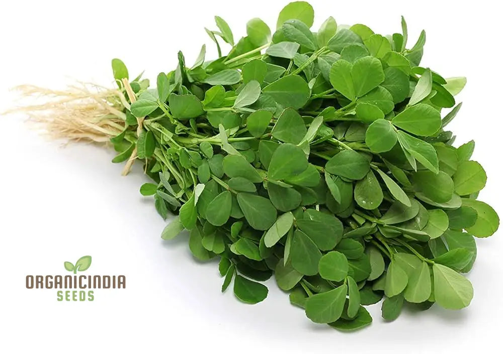 Fenugreek seedlings showing germination guide for home gardeners