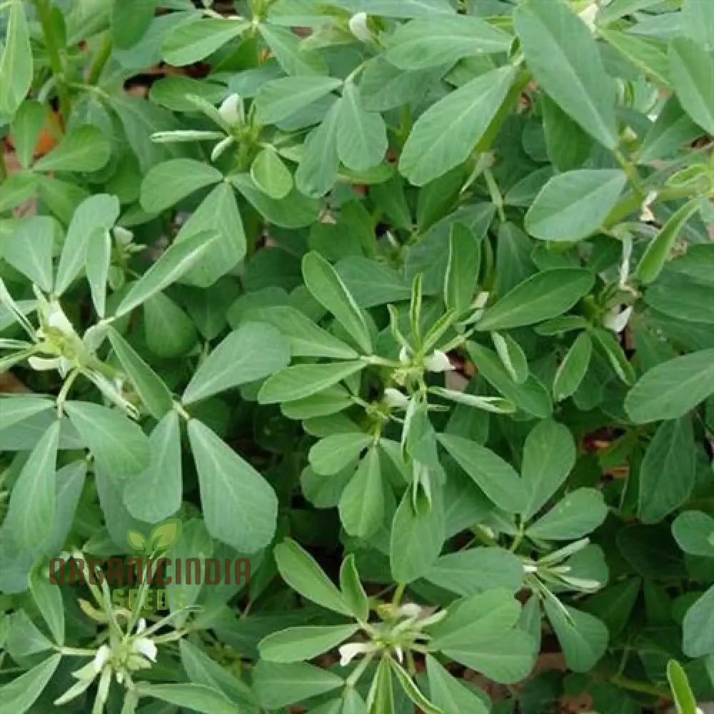 Fenugreek seeds for planting home garden non GMO heirloom herb