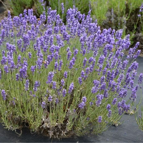 Fernleaf Lavender Seeds with Unique Fern Like Foliage