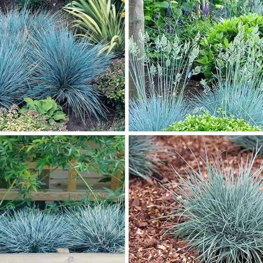 Festuca glauca Blue Ornamental Grass with Silver Blue Foliage