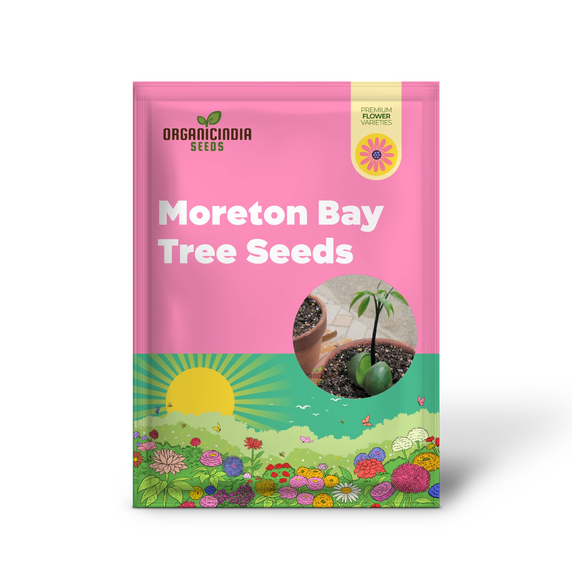 Ficus macrophylla seeds for gardening and bonsai growing