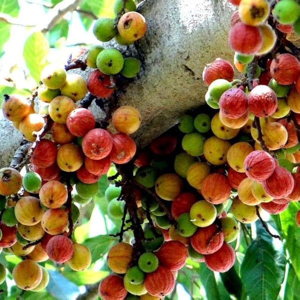 Ficus racemosa Cluster Fig Tree Seeds for Planting