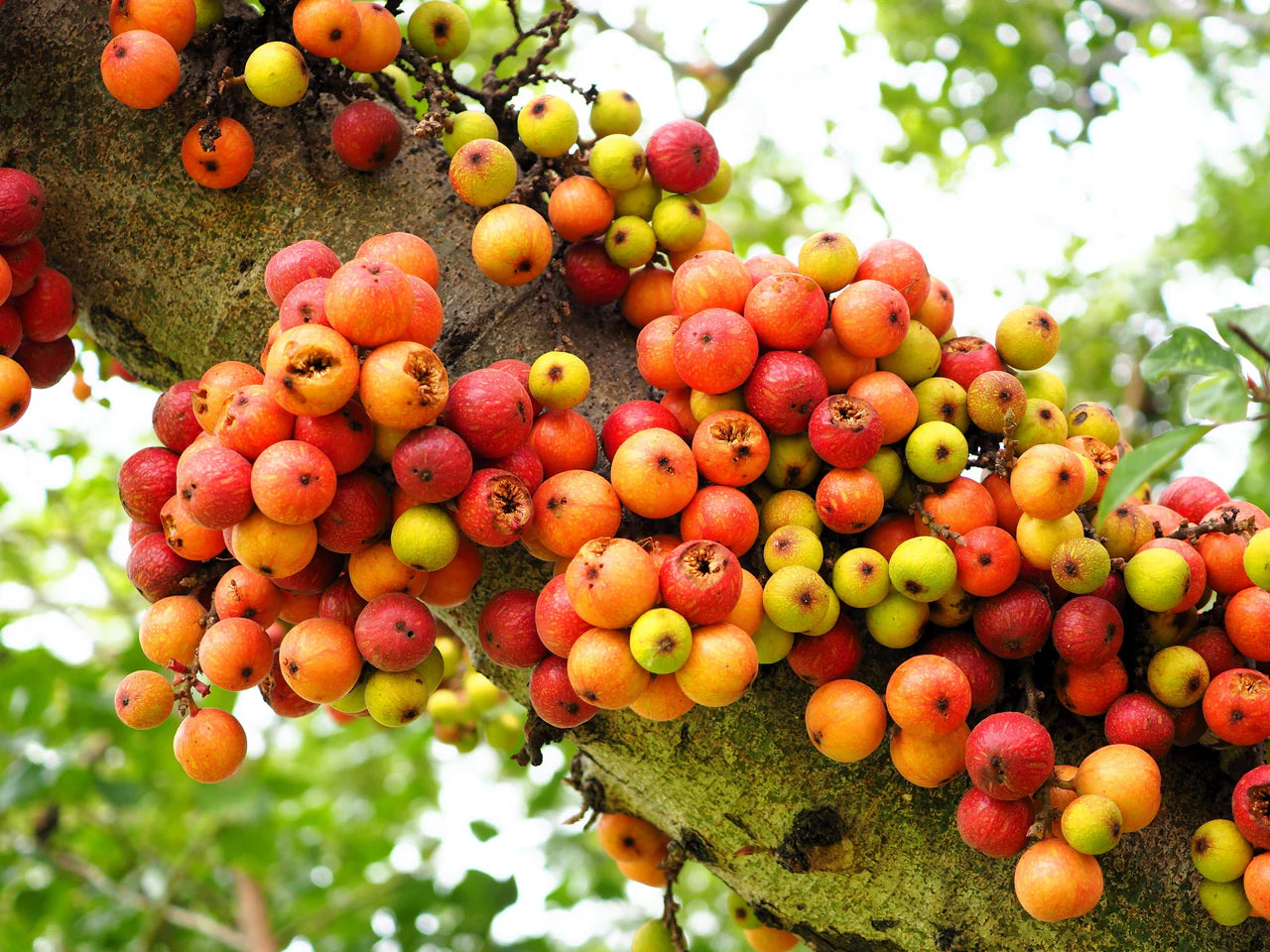 Mature Cluster Fig Tree with Spreading Canopy