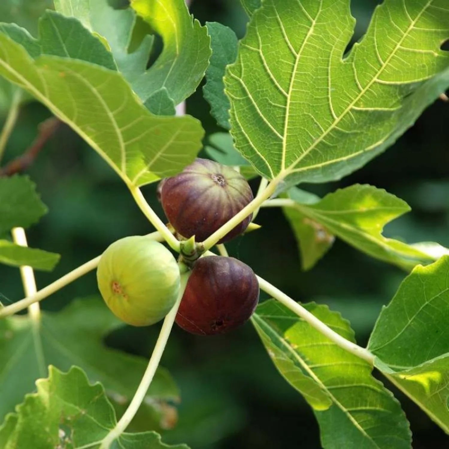 Fig tree seeds with high germination quality