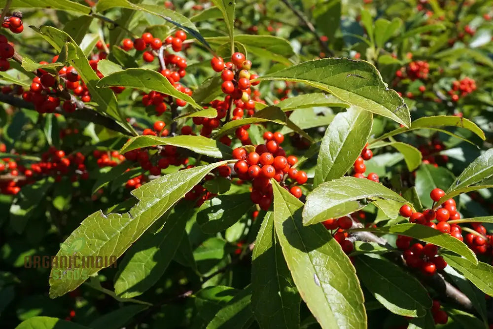 Finetooth Holly Seeds - Ilex Serrata For Planting In Gardens | Hardy Evergreen Shrub With Berries