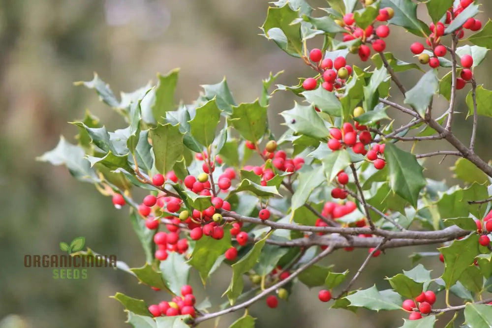 Finetooth Holly Seeds - Ilex Serrata For Planting In Gardens | Hardy Evergreen Shrub With Berries