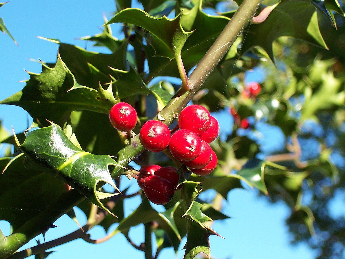Young Finetooth Holly Shrub Growing in Garden