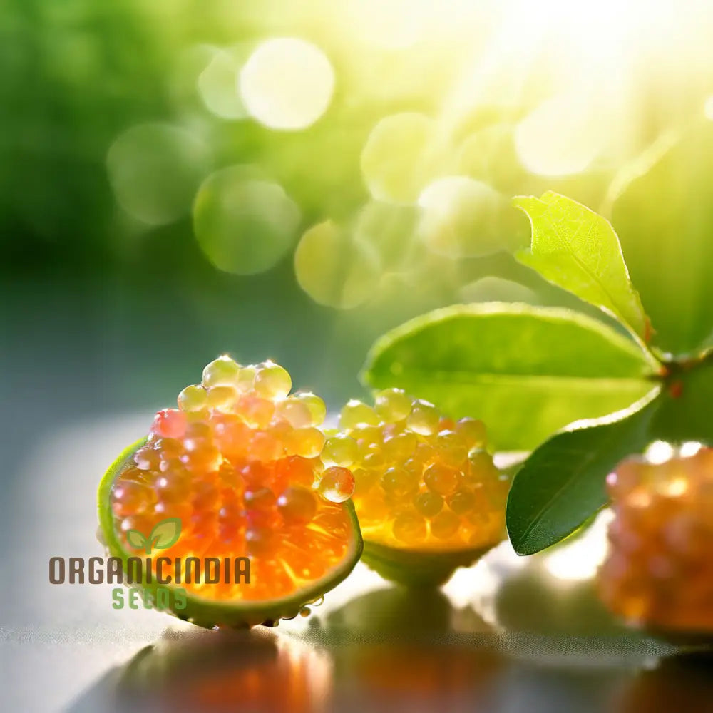 Finger Lime Seeds for planting, high-quality organic citrus seeds