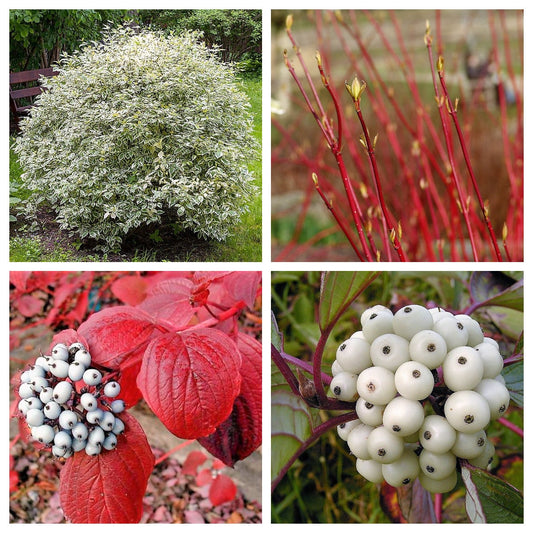 Fire and Ice Dogwood with Red Winter Stems – Ornamental Tree Seeds