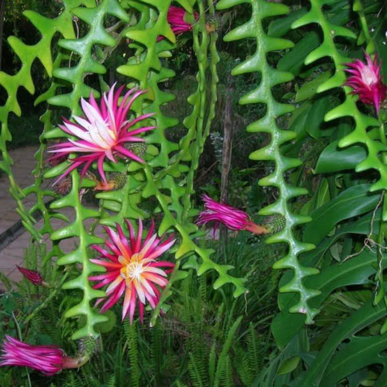 Fishbone Cactus seeds Epiphyllum anguliger