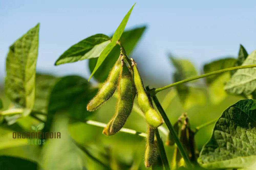 Green Soybean Pods on Fiskeby Soybean Plant from Seeds