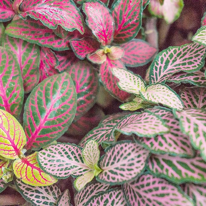 Close-up of Fittonia Albivenis Nerve Plant Leaves with Red and Pink Veins
