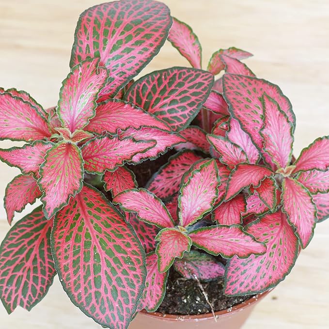Fittonia Albivenis Nerve Plant Mixed Seeds in Humid Greenhouse Environment