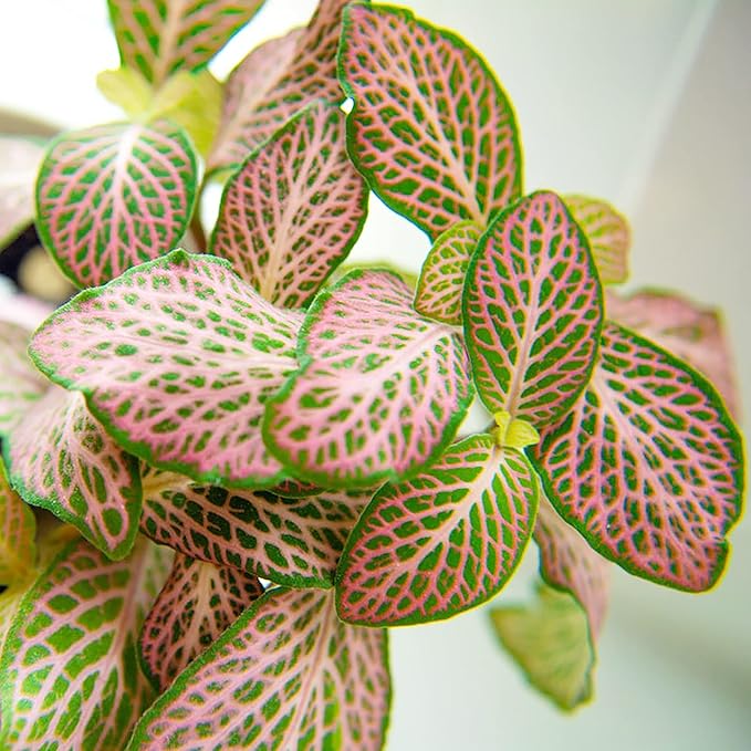 Fittonia Albivenis Nerve Plant Seeds Growing in a Terrarium